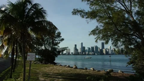 Miami Tree Reveal Stock Footage 138464186