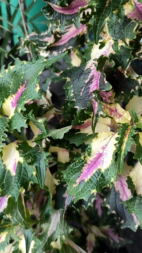 Miana coleus Stock Footage 204995901