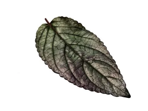 Miana Stock Photos