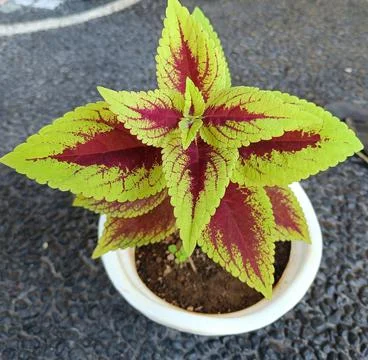 Miana tree texture planted in a pot Stock Photos