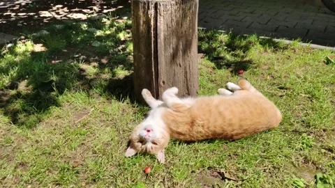 Miau Video stock 131439536