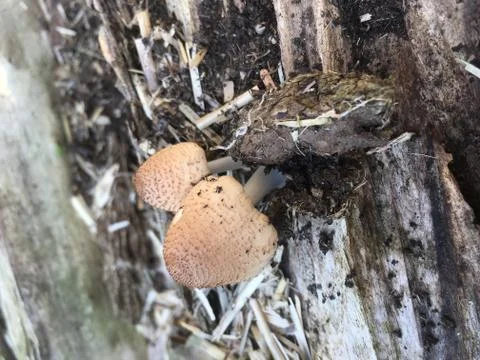 Mica Cap Stock Photos