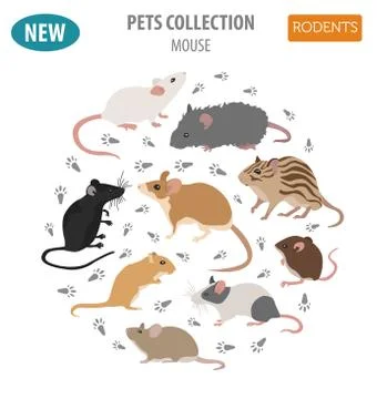 Mice breeds icon set flat style isolated on white. Mouse rodents collection.. Stock Illustration