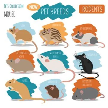 Mice breeds icon set flat style isolated on white. Mouse rodents collection.. Stock Illustration