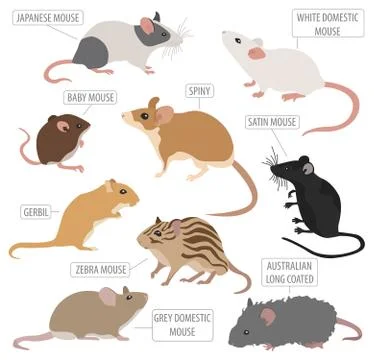 Mice breeds icon set flat style isolated on white. Mouse rodents collection.. Stock Illustration
