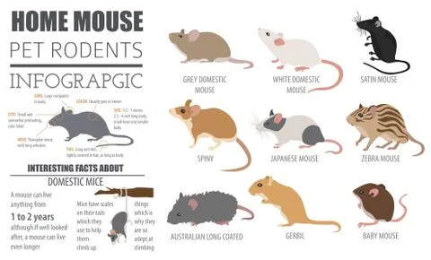 Mice breeds icon set flat style isolated on white. Mouse rodents collection.. Stock Illustration