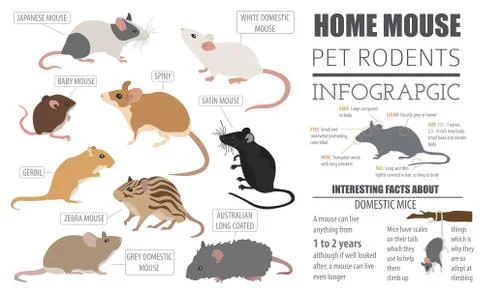 Mice breeds icon set flat style isolated on white. Mouse rodents collection.. Stock Illustration