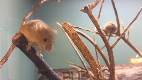 Mice briskly exploring their home and carefully balancing on branches Stock-Footage 85608547