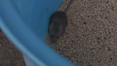 Mice in chickens feed bin Stock Footage 80651628