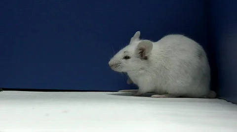 Mice cleaning in profile Stock Footage 327682