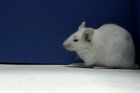 Mice cleaning in profile NTSC Stock Footage 327554
