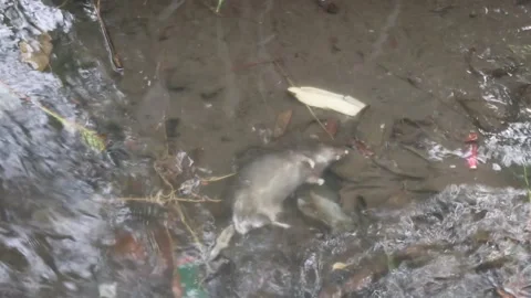 Mice died in the river. Rat carcasses polluting Stock Footage 229094815