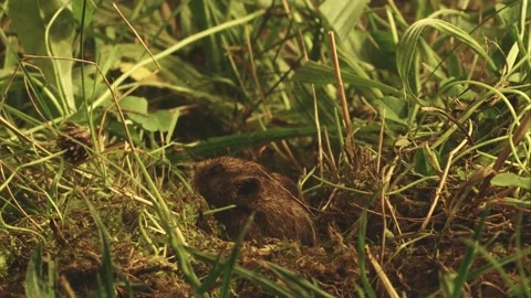 Mice disappear into the mouse hole Stock Footage 304664498