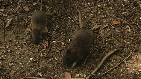 Mice eat grain Видео 80558417