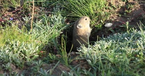Mice eating grass outside of it's house in high altitude prairie Stock Footage 140380169