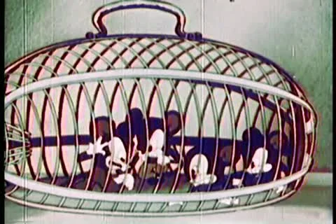 Mice fighting in a cage Video stock 11346405