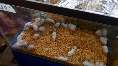 Mice Video stock 120770028