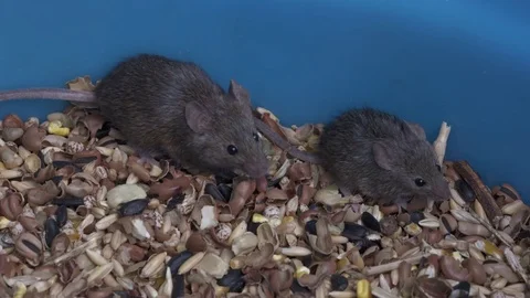 Mice in the Grain bin Stock Footage 80642414