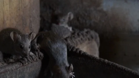 Mice in the Henhouse   Close up Stock Footage 100167875
