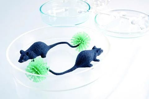 Mice models researching virus spread and infectious disease Fotos Stock