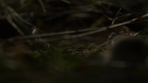 Mice in Nature Stock Footage 24453869