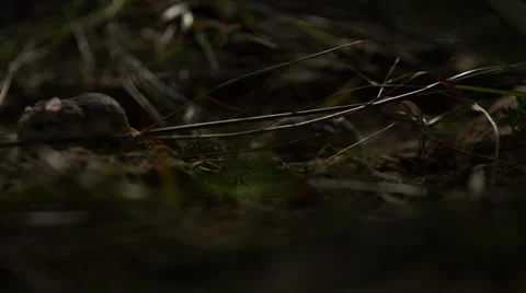Mice in Nature Stock Footage 24455453