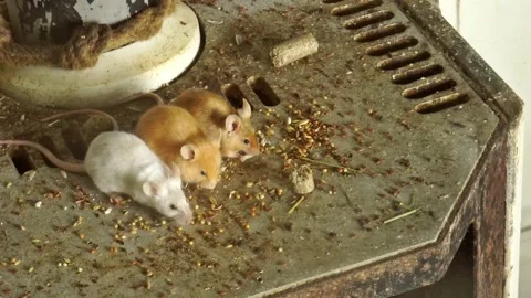 Mice in a old kitchen eating grains - Mouse on an old Oven Video stock 317437299