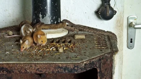 Mice in a old kitchen eating grains - Mouse on an old Oven Stock Footage 317437617