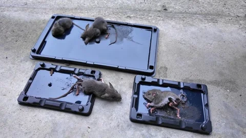 Mice pests caught in trap on the concrete floor of the self storage facilit.. Видео 291477075