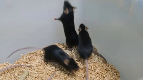 Mice in a plastic lab cage Stock Footage 125153930