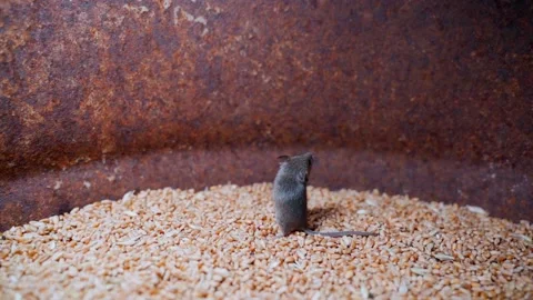 Mice run around in a wheat storage barrel. Grain warehouse with rodents Stock Footage 196818121