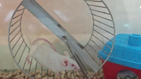 Mice run on a wheel inside a cage during the afternoon in a pet store Stock Footage 339593718