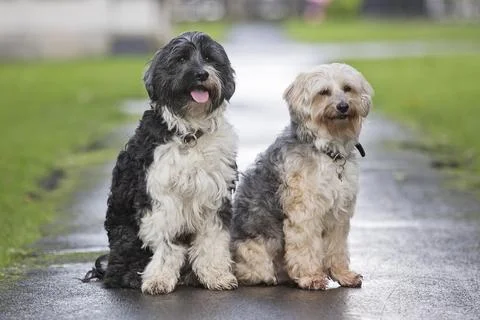 Michael Ball's Bionic Dog Freddie The Tibetan Terrier (right) Who Had Pioneering Stock Photos