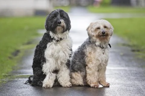 Michael Ball's Bionic Dog Freddie The Tibetan Terrier (right) Who Had Pioneering Stock Photos