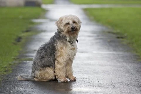 Michael Ball's Bionic Dog Freddie The Tibetan Terrier Who Had Pioneering Hip Rep Stock Photos