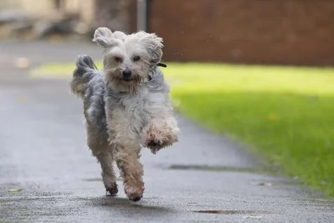 Michael Ball's Bionic Dog Freddie The Tibetan Terrier Who Had Pioneering Hip Rep Stock Photos