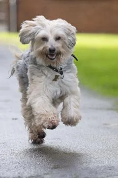 Michael Ball's Bionic Dog Freddie The Tibetan Terrier Who Had Pioneering Hip Rep Stock Photos