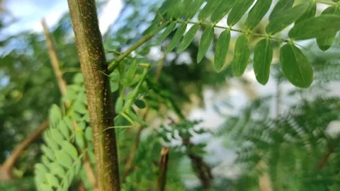 Michael mantis Stock Footage 279031558