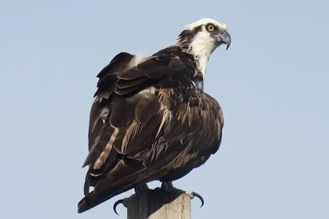 Michael the osprey Foto stock