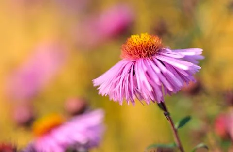 Michaelmas daisy flower. Stock Photos