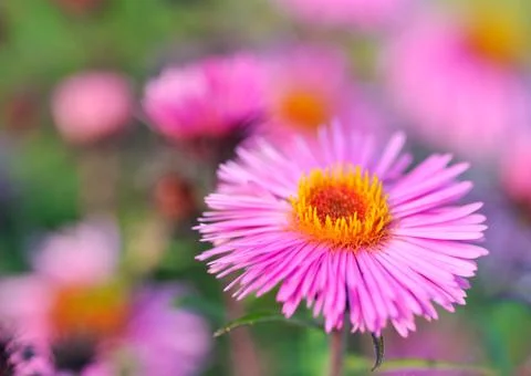 Michaelmas daisy flower. Stock Photos