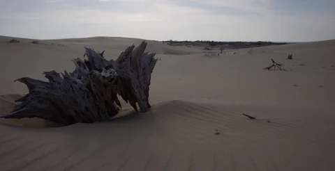 Michigan - Dead Tree in Sand Dunes - 6K Realtime Vidéo 107403853