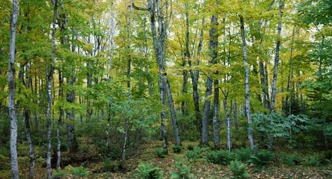 Michigan - Fall Colored Forest Passing By - 4K Slow Motion Stock Footage 111687849