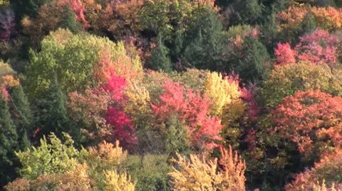 Michigan Fall Colors Video stock 10732892