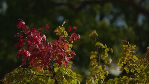 Michigan fall tree leaves blowing in the wind Stock Footage 95793040
