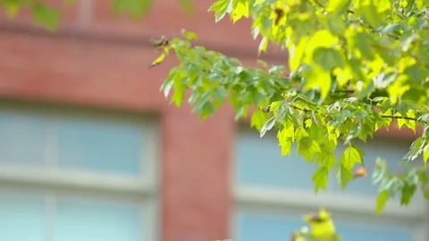 Michigan fall tree leaves blowing in the wind Stock Footage 95800364