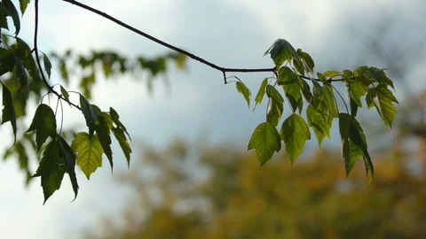 Michigan fall tree leaves blowing in the wind Stock Footage 95800894