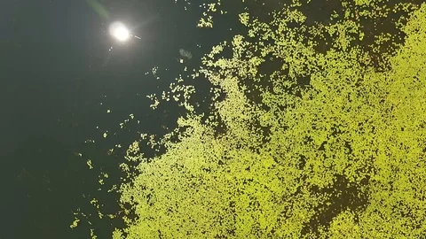 Michigan Lily Pond Decrease Altitude Stock Footage 113523472