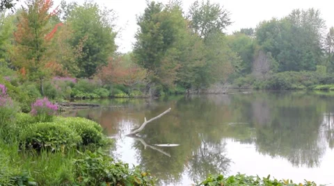 Michigan Marsh Stock Footage 8657497