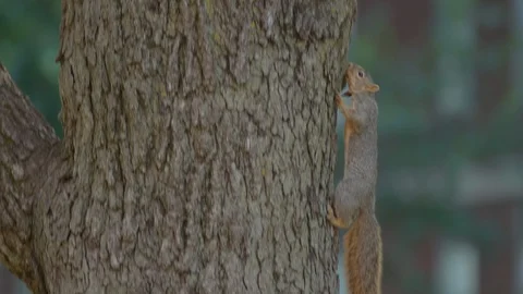 Michigan Squirrel climbing a tree Stock-Footage 95791804